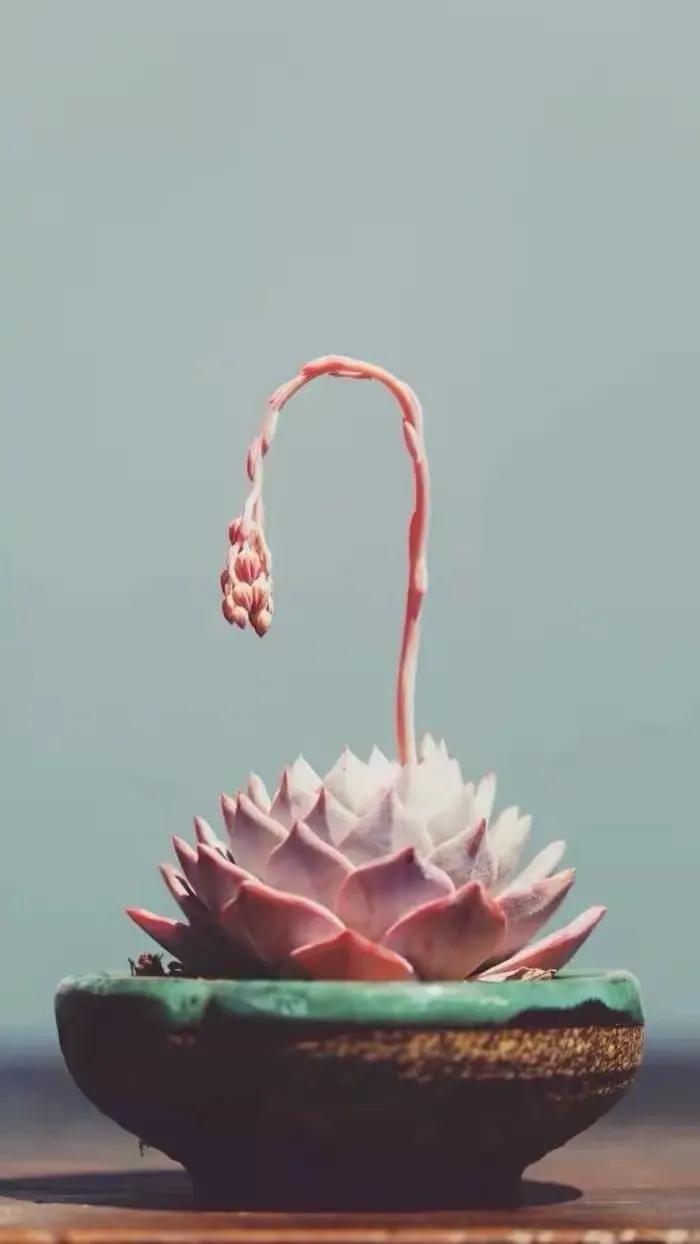 多肉植物壁纸,多肉的王国,多彩的生活
