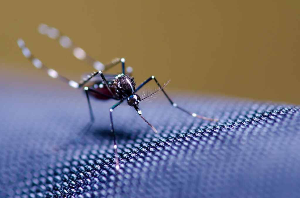 蚊子在食物链中的意义是什么?假设没有蚊子,生物界会出现啥情况