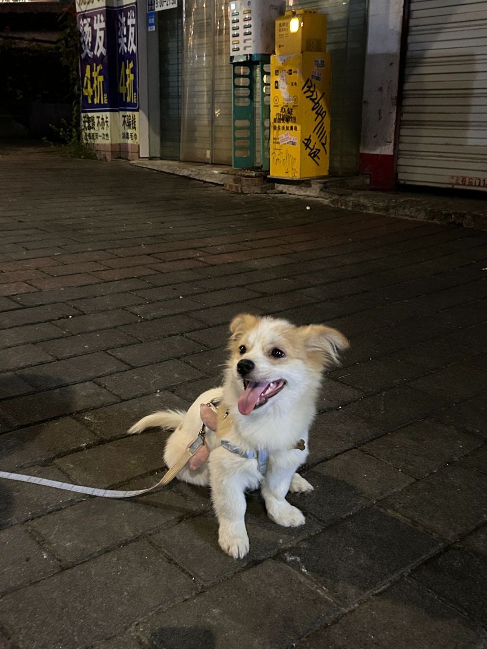 看看你们的蝴蝶犬串串 我这个是啥串呀 我感觉我的小狗太可爱了 这是