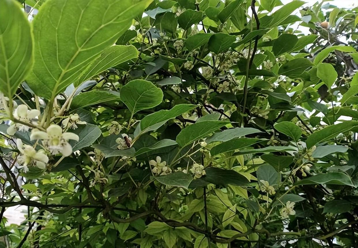 空地适合种什么不用打理(空地适合种什么不用打理的植物)