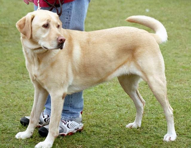 大型萌犬拉不拉多,适合被选作出入公共场合的导盲犬或地铁警犬