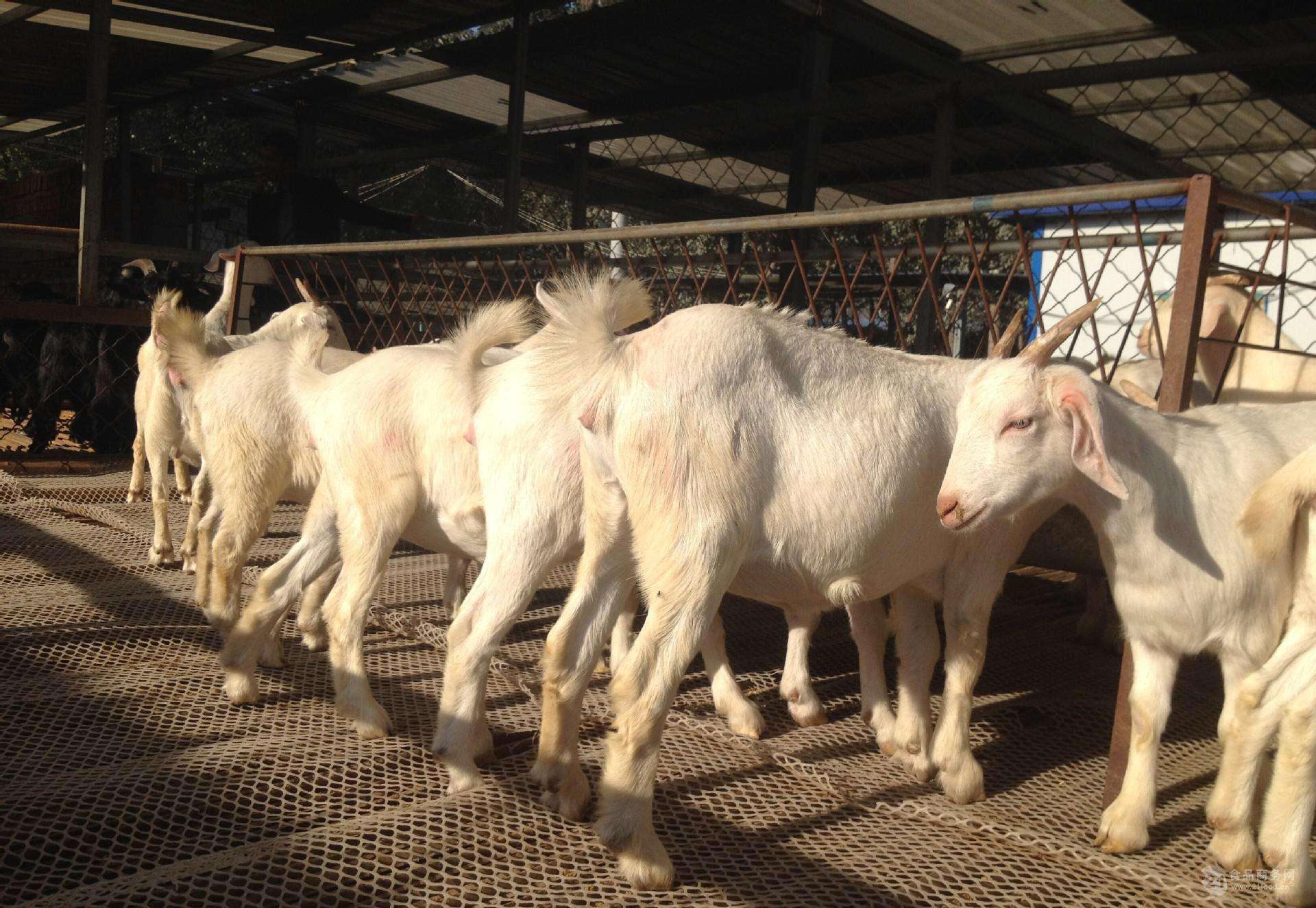 育肥羊喂什么饲料好?育肥羊的饲料的最佳配方,赶紧收藏学习!