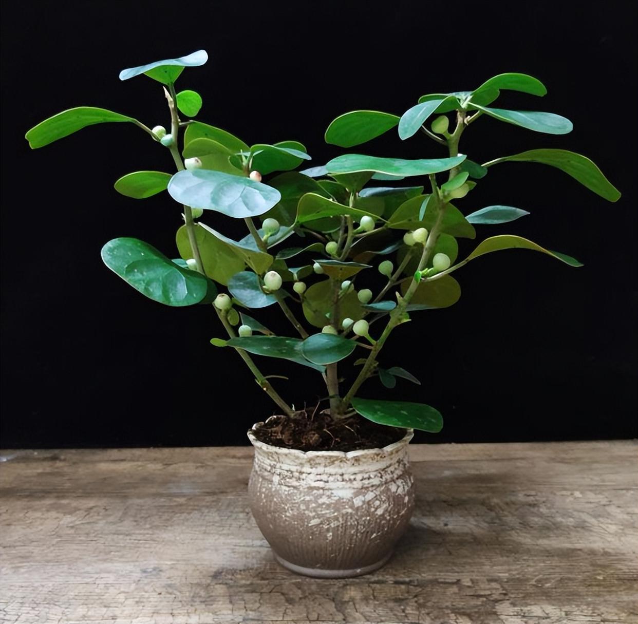 大自然当中的一草一木都是有生命的,虽然和我们人类不同,不会说话,不