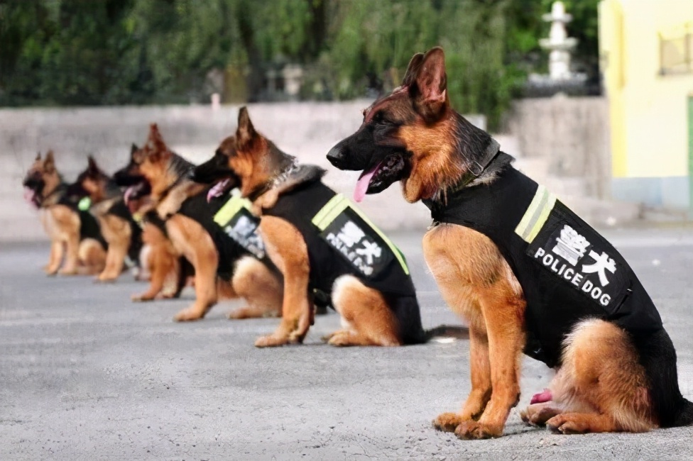 警界常见的五种警犬,有勇有谋,个个都是猛将