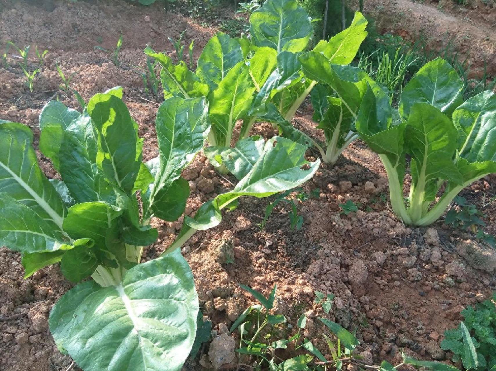 但一些传统农村地区仍保持种植和食用莙荙菜的习