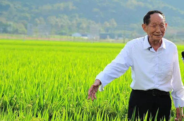 袁隆平为什么伟大 我们吃饱饭