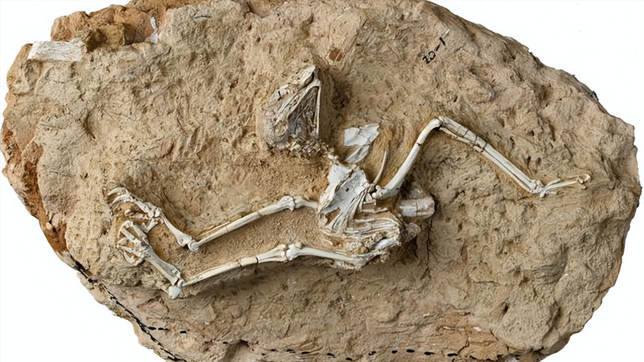 青藏高原发现猫头鹰化石:拒绝了黑夜的它,死前连食物都没消化!