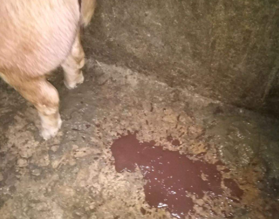 猪拉血便的三种病,一定要知道