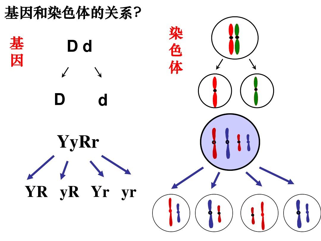 基因在染色体上概念图图片