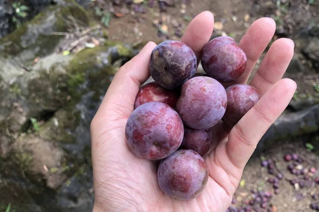 【乡村新闻官·清远播报211】连南称架村邱永辉:树上