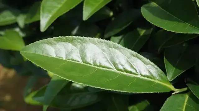 我们所喝的茶,大部分是指叶茶树叶片一般为椭圆形或长椭圆形