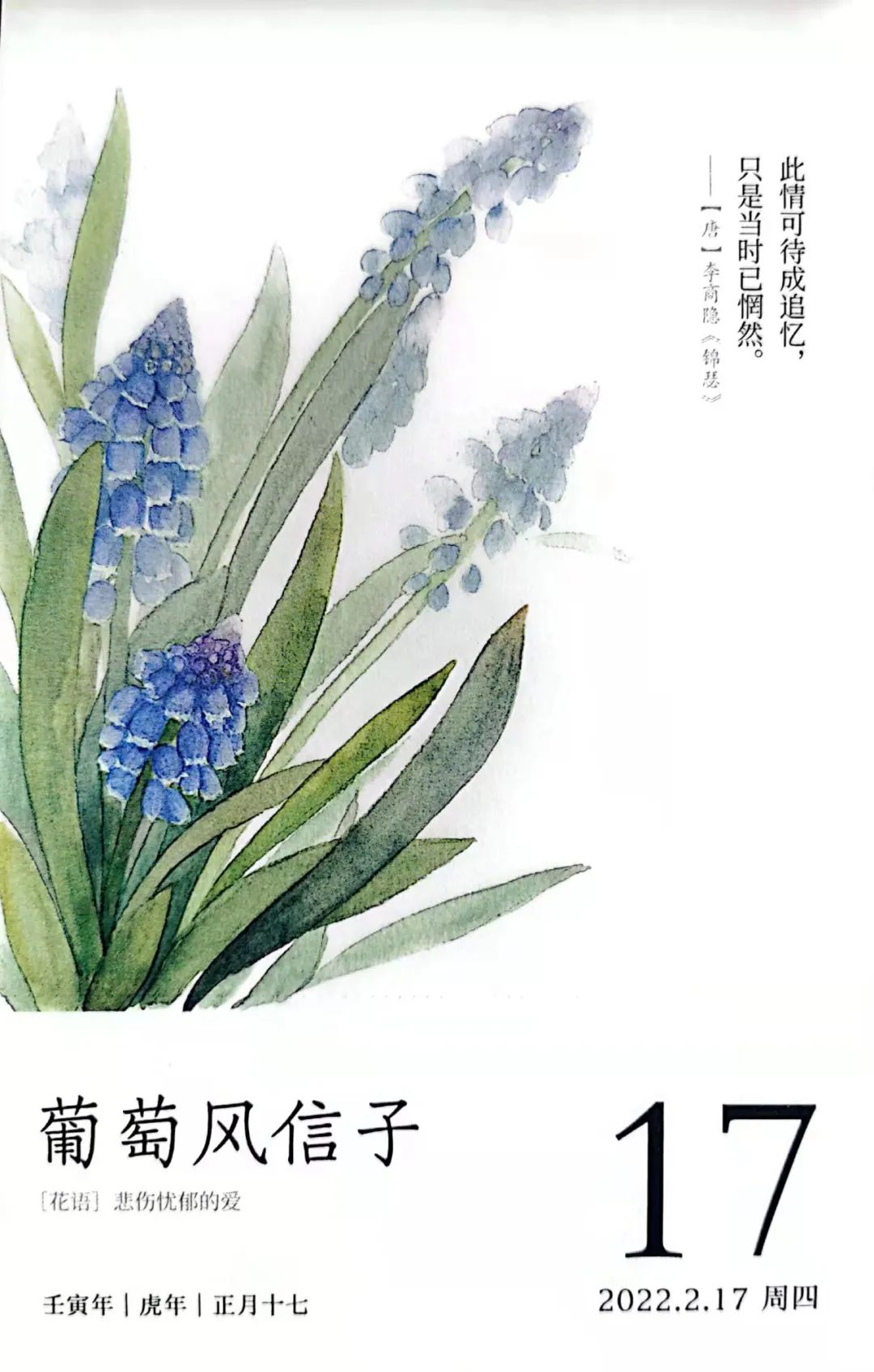 葡萄风信子每一个老中青文艺青年都想拥有的小可爱