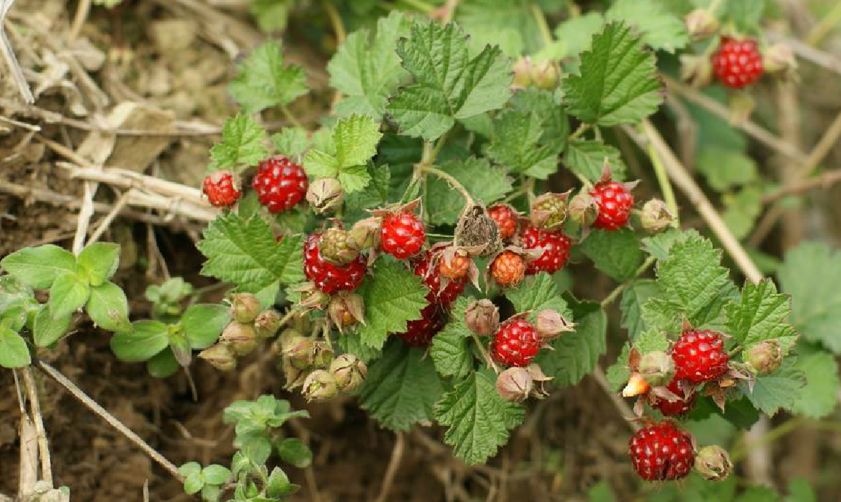 农村山中的野莓子,长大后才知道,原来它还是一种可以入药的植物