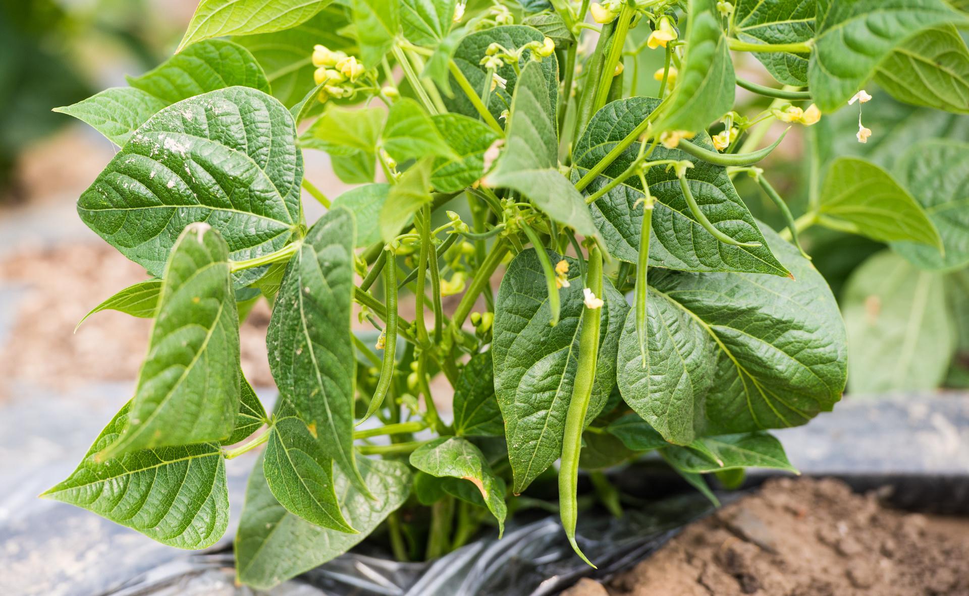 大棚种植豆角,掌握结荚期的养护技巧,合理使用叶面肥