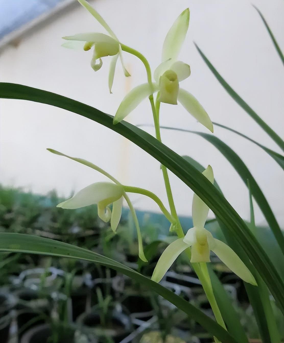 见过青山玉泉兰花吗,花色纯净,兰姿高雅,深受无数花友喜爱