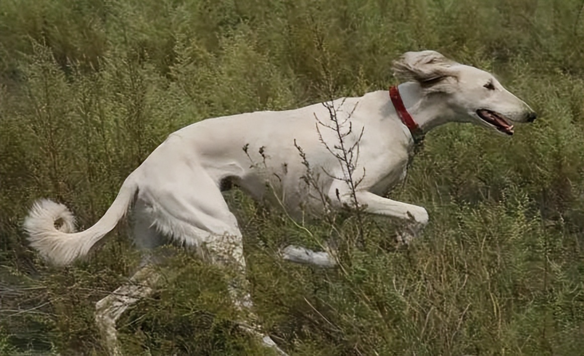 山东细犬——真正的华夏名狗,养过的都欲罢不能!