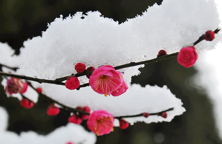 上联:雪重梅花艳,2.上联:雪落赏梅香带路,下联佳对选刊