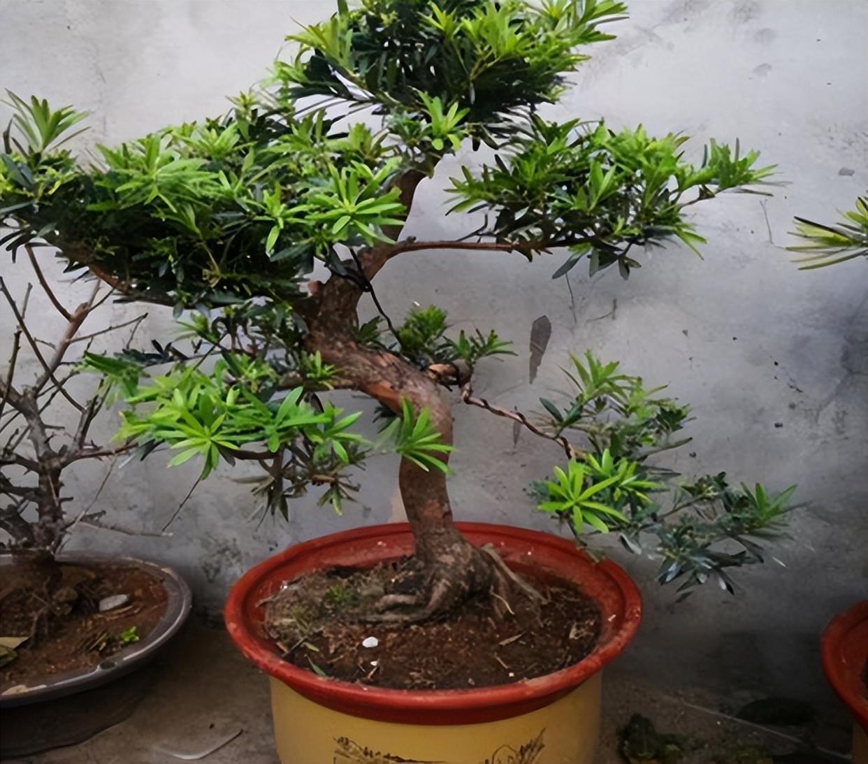 精品绿植——罗汉松