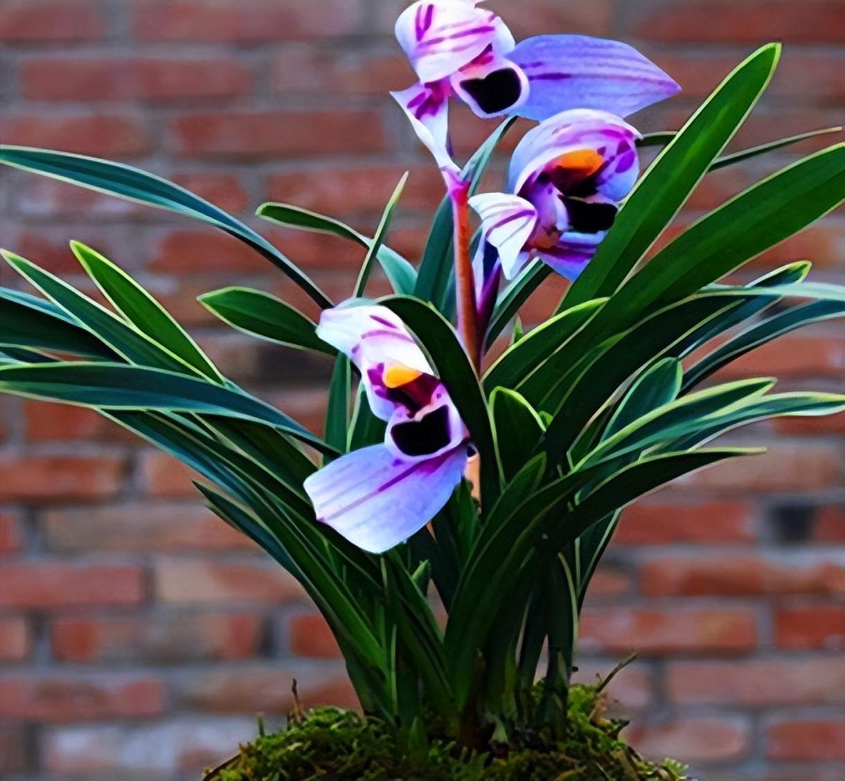 建兰色花第一名品"紫月荷",兰香扑鼻,新手养兰首选