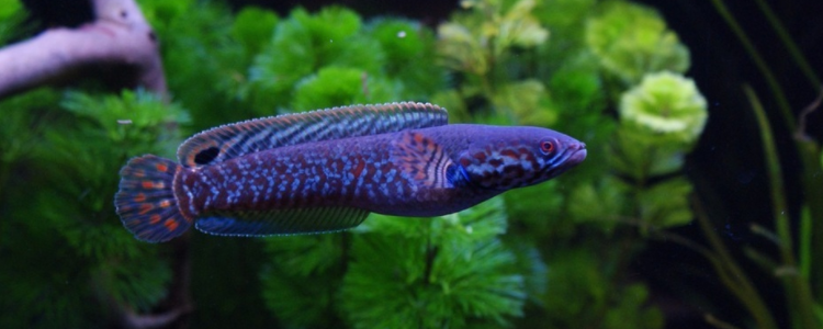 彩虹雷龙为什么便宜?感受彩色乌棒的特殊魅力!