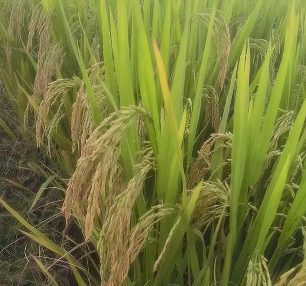 优质香型杂交水稻品种荷优五香,浓香型晚稻,麦茬稻,高产抗倒