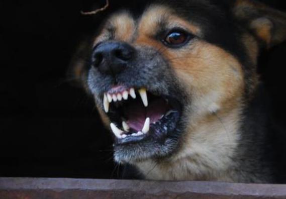 半夜狗狗发出"惨叫声"?别大意,其实是有些暗示