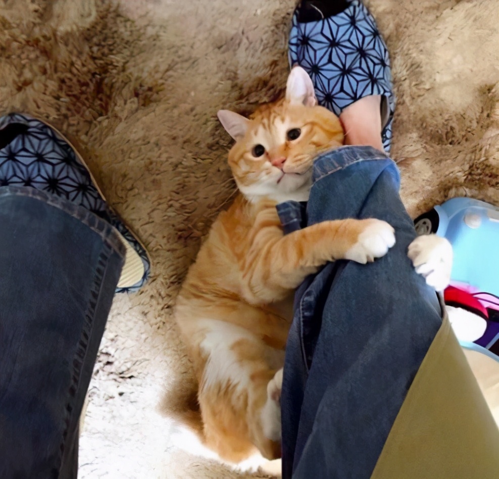 猫咪"抱大腿"的行为,有这几种含义,一般人都不懂