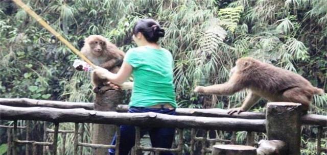 2021年新规生效,女子登山衣服被猴子扒掉一半,景区要赔偿吗?