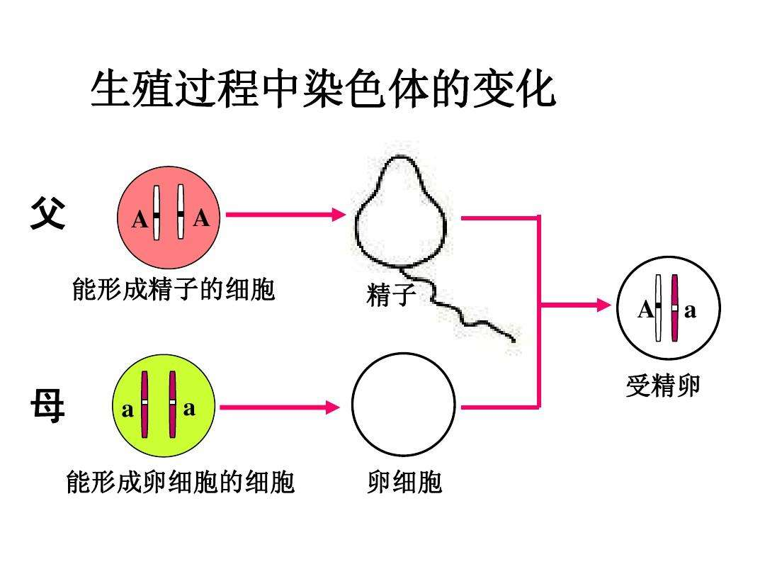 男人的染色体是xy