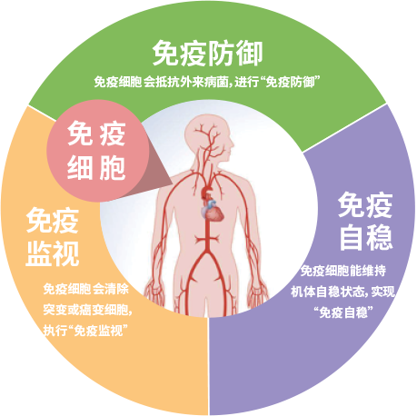 斷食2天可以重啟人體免疫系統?美國研究公佈結論,不妨瞭解