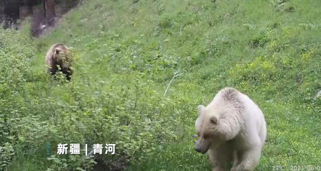 新疆拍到白色棕熊：概率五十万分之一 或系国内首例