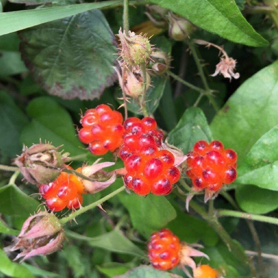 农村山中的野莓子,长大后才知道,原来它还是一种可以入药的植物