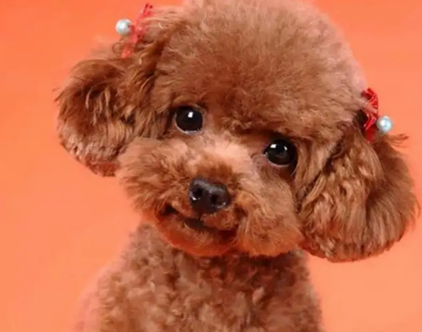 "纯种"的泰迪犬,一般都有这6个特征!