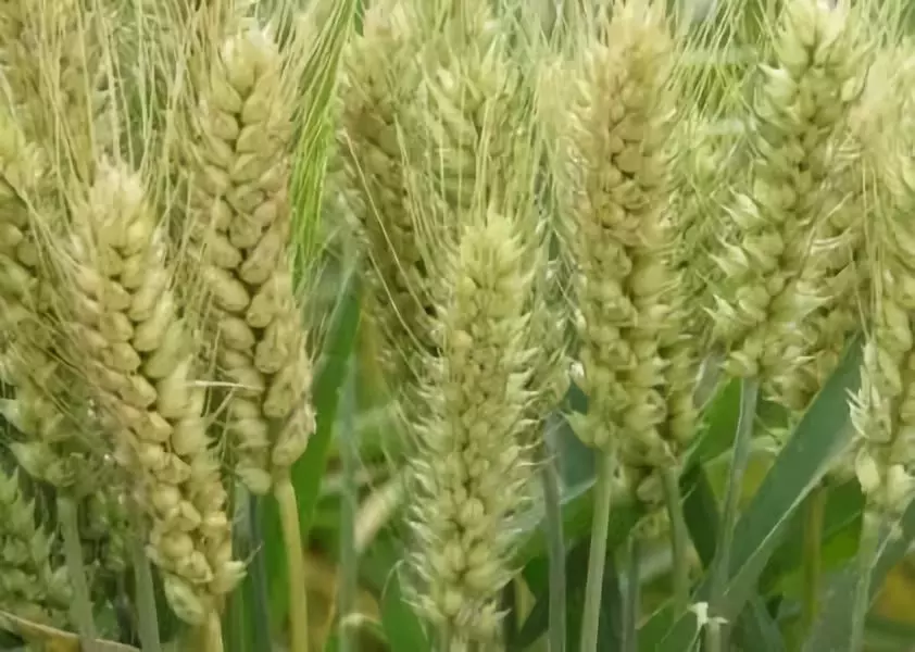 小麦灌浆期怎么管理?这样做,亩产千斤没问题