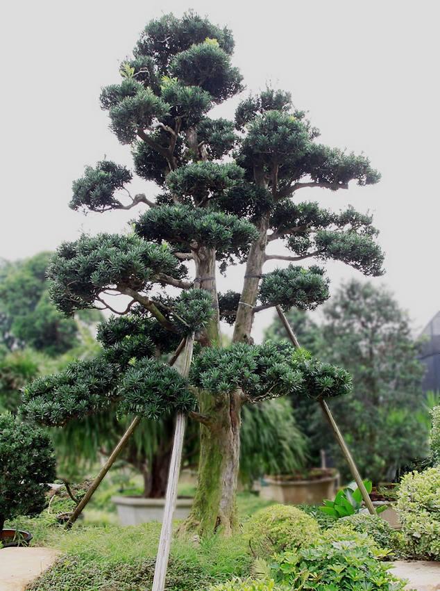 养罗汉松盆景,掌握好这几个事项,长势茂盛,姿态更优美