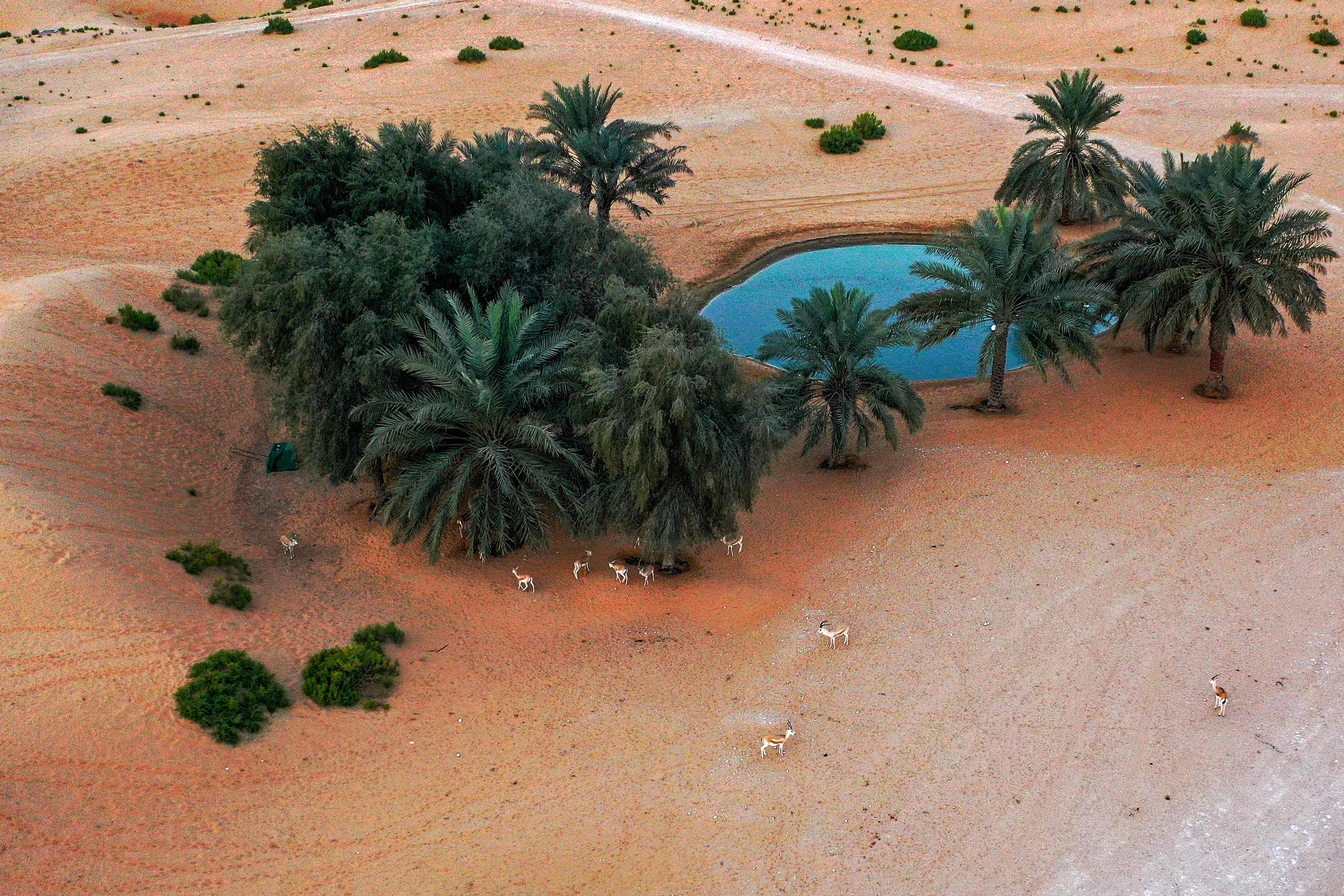 沙漠绿洲照片图片