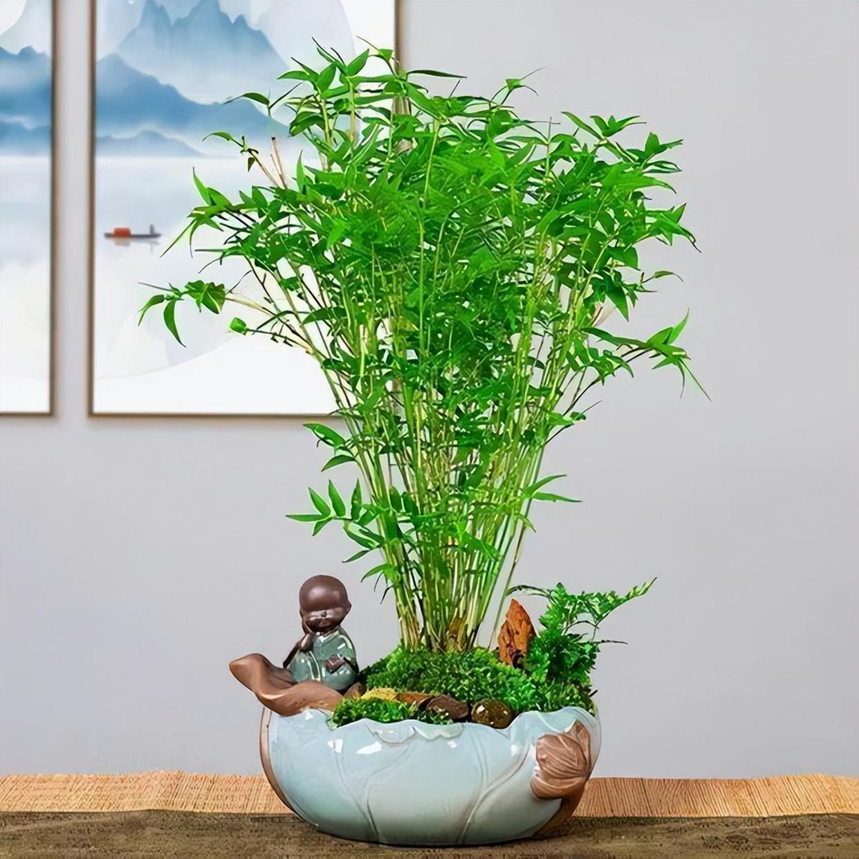 家里养盆小竹子,节节高升,寓意好,好养又耐欣赏