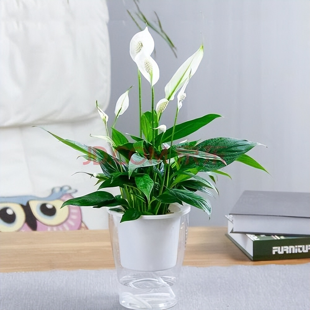 水培植物哪些比较好养 推荐6种适合水培好养活的植物