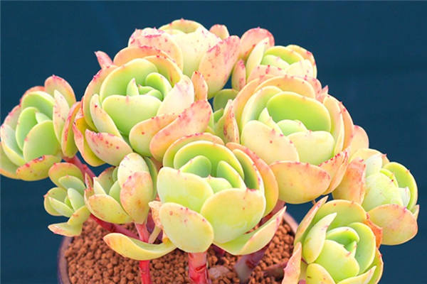 多肉骑兵和碧桃的区别 二者有什么不同