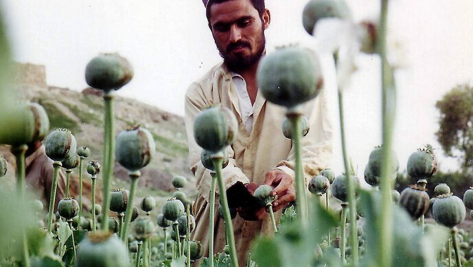 联合国发警报:阿富汗鸦片丰收了