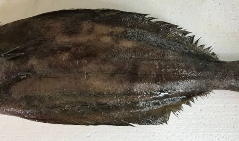 鲽鱼是什么鱼?鲽鱼有什么特点?