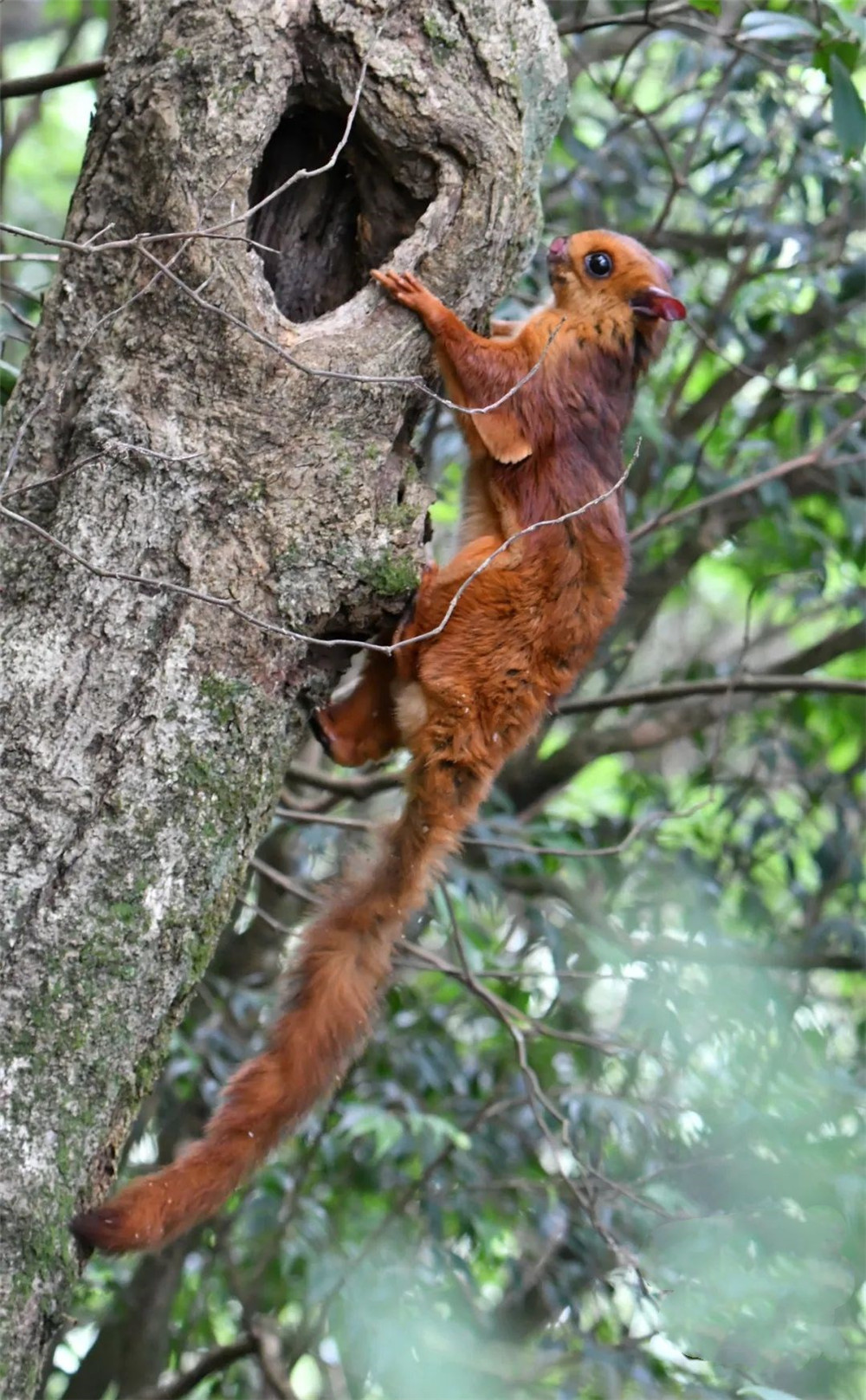 福建天宝岩发现飞虎