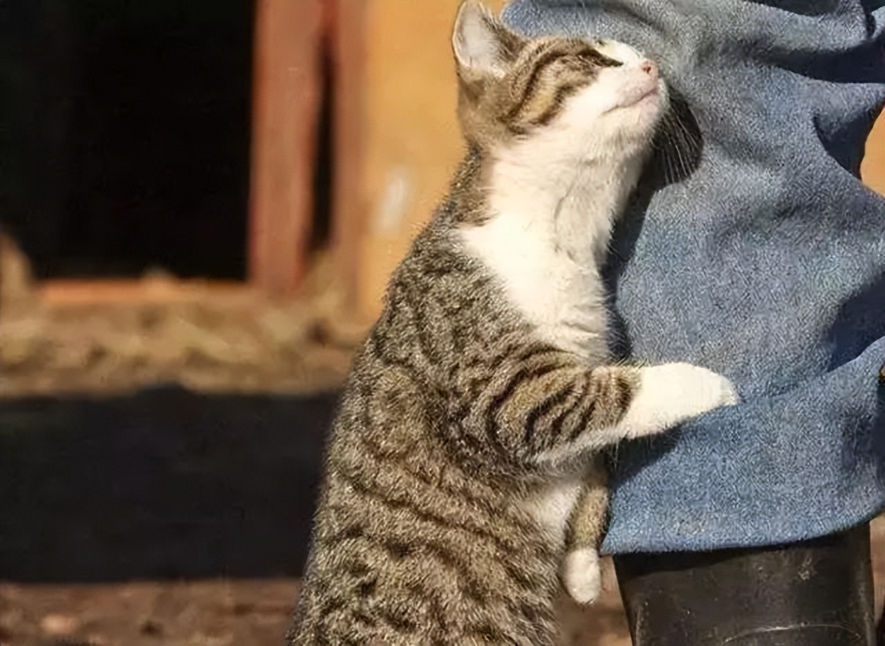 一只猫把你当"亲生父母",就会有这些表现,藏都藏不住