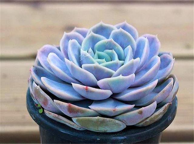 多肉蓝色惊喜也能养成果冻色,学会"3多1少",叶子饱满叶色亮