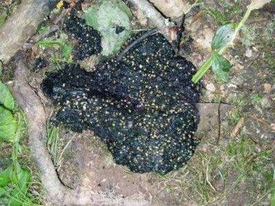 鸭子拉黑褐色粪便咖啡色粪便防治鸭子拉黑色粪便的原因