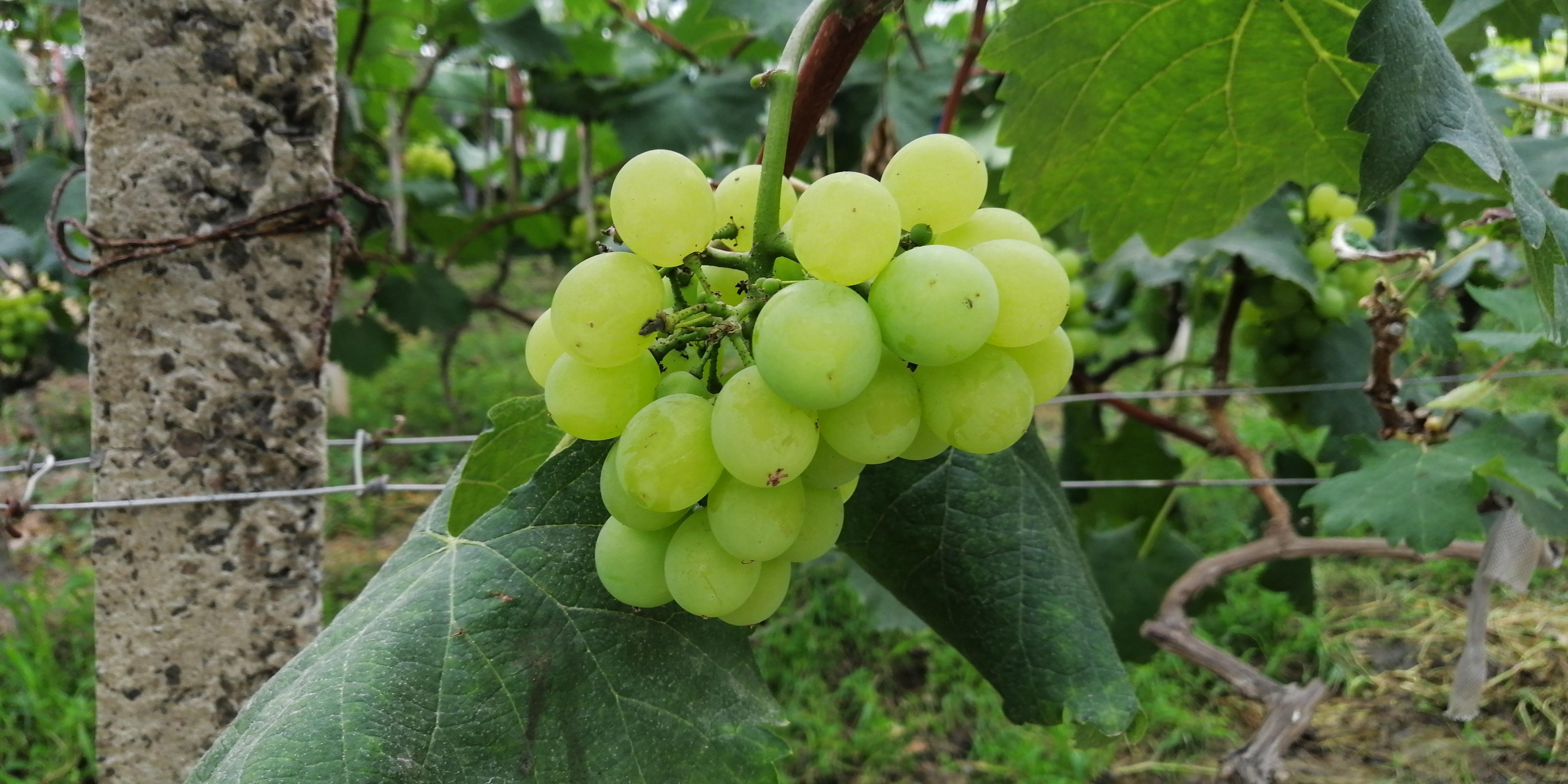 水果界的"东方黑珍珠","绿宝石" 特色葡萄新鲜上市