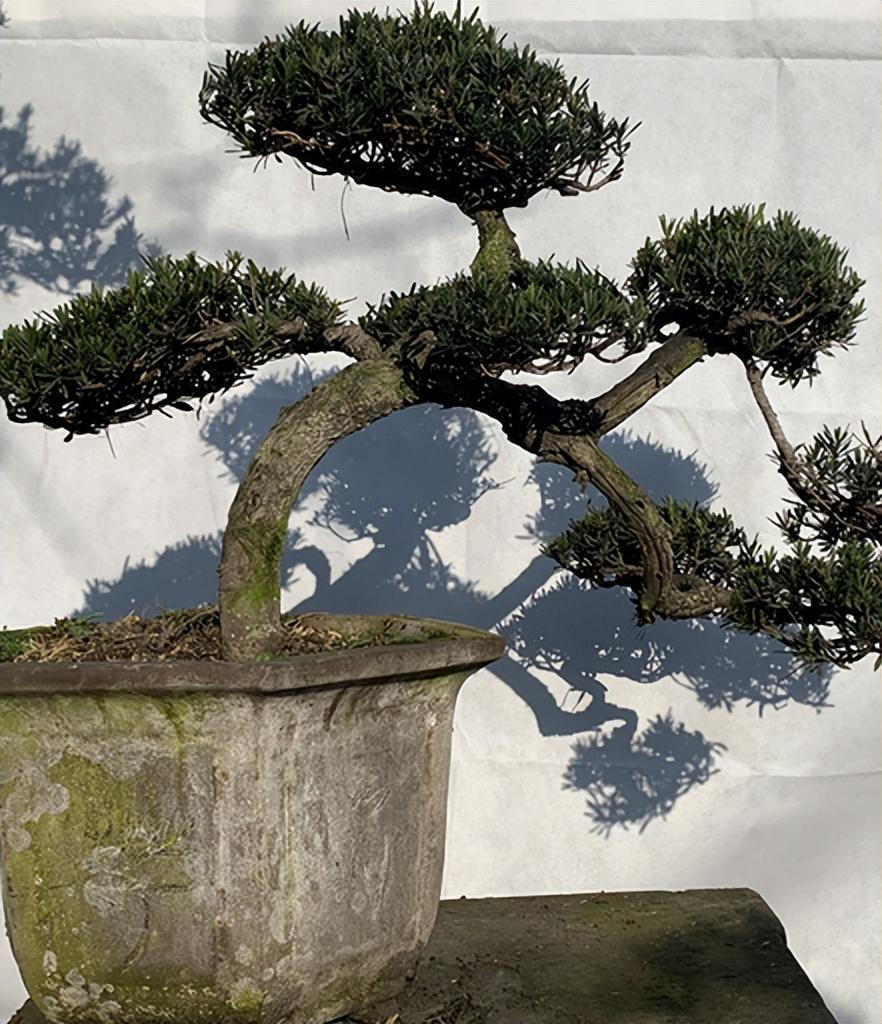 精品绿植——罗汉松