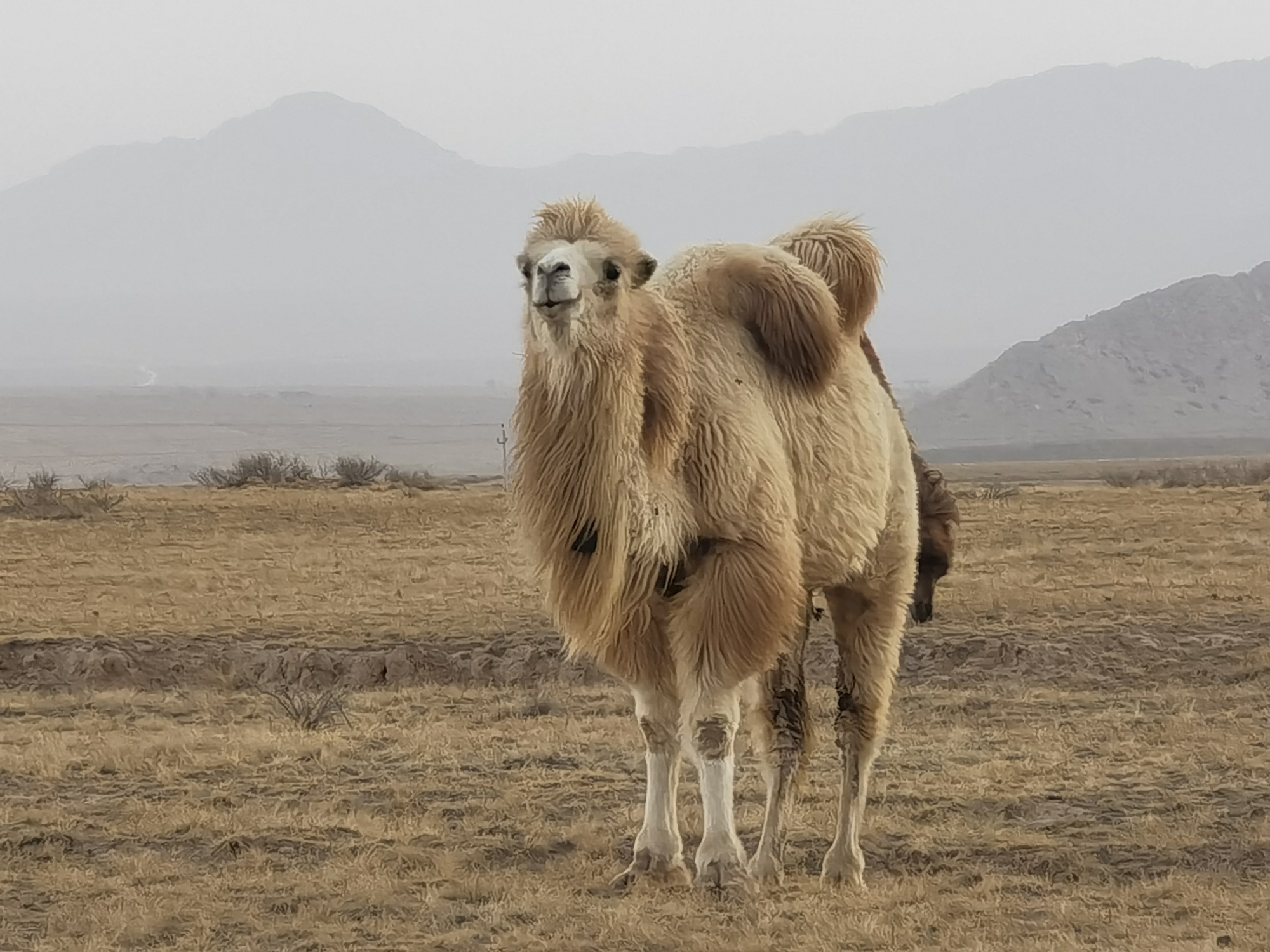 "谢大脚"发生车祸,肇事者是俩骆驼,事发路段为什么常出现事故