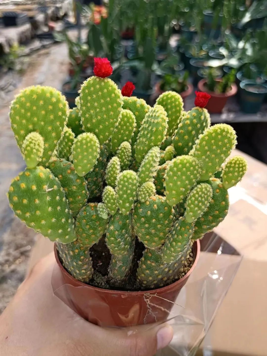 搭配得当,生肖花草为你招财进宝