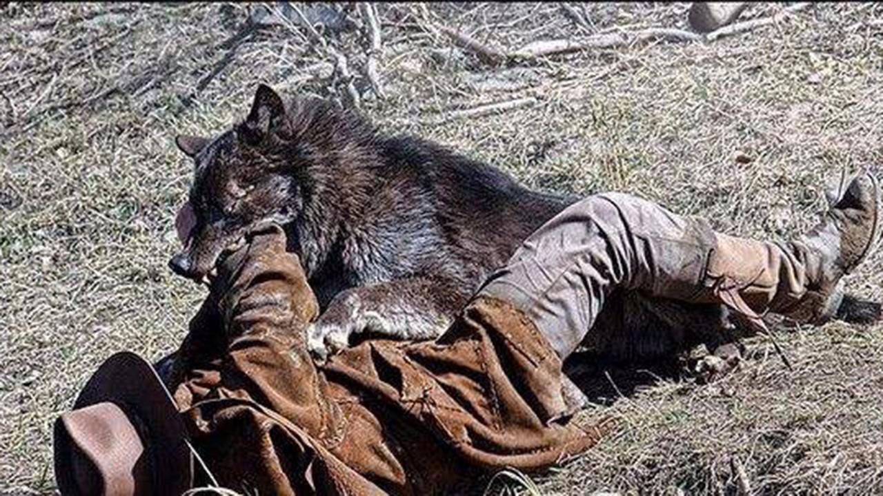 独狼夜袭羊圈杀狗屠羊伤人,牧民杀狼后报警:我杀狼了|传闻